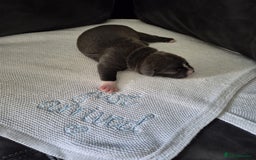 Staffordshire Bull Terrier dogs for sale: KC REG STAFFORDSHIRE BULL TERRIER PUPS - Image 12