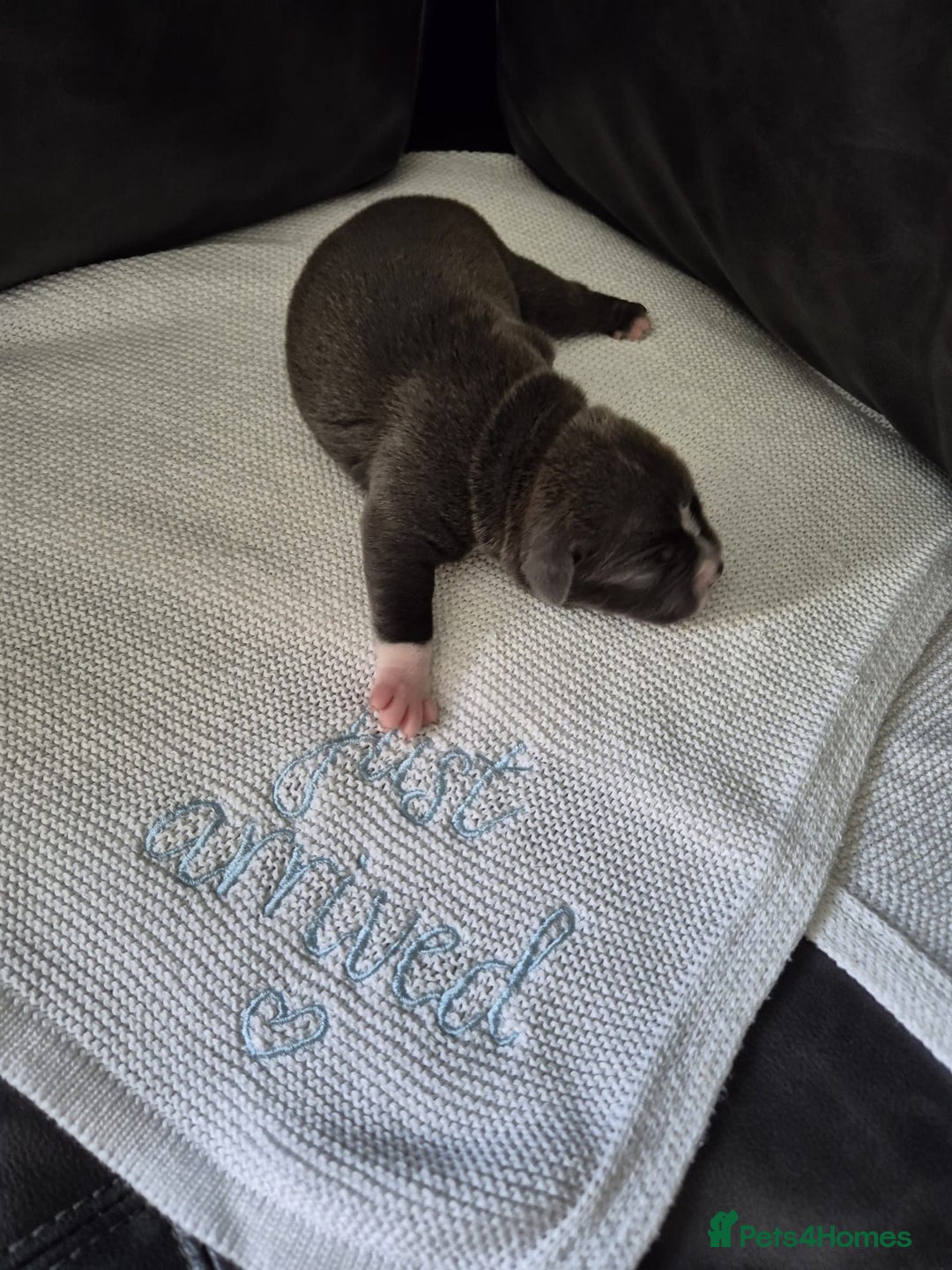 Staffordshire Bull Terrier dogs for sale: KC REG STAFFORDSHIRE BULL TERRIER PUPS - Image 12