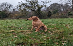 Labrador Retriever dogs for stud: Fox Red Champion Line Working Lab - Image 4