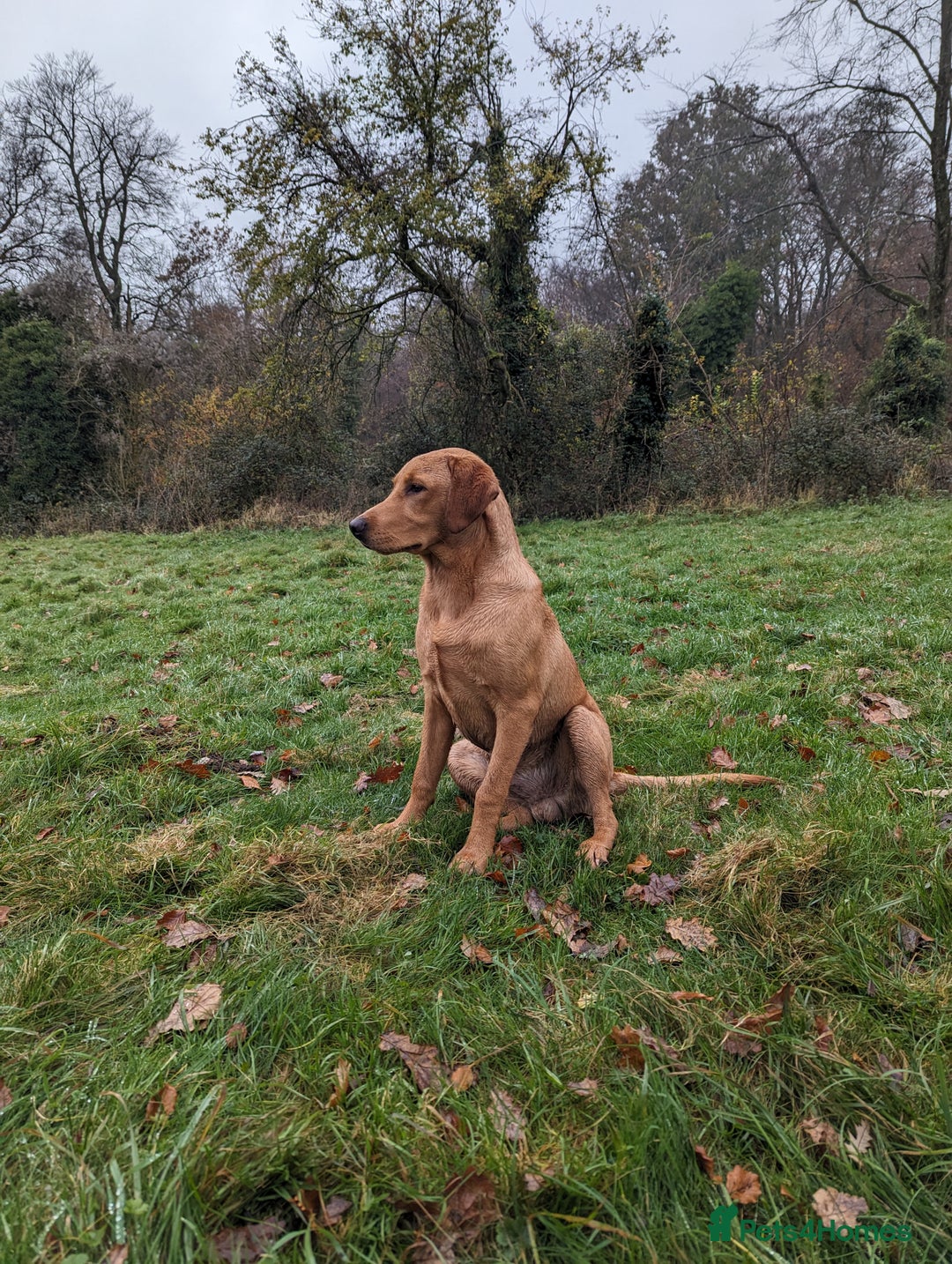 Labrador Retriever dogs for stud: Fox Red Champion Line Working Lab - Image 4