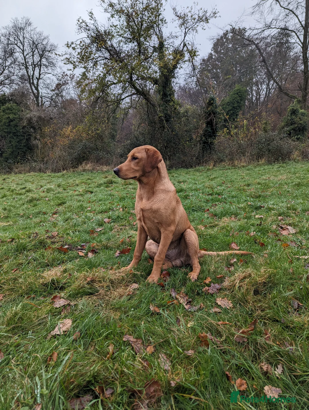 Labrador Retriever dogs for stud: Fox Red Champion Line Working Lab - Advert 4