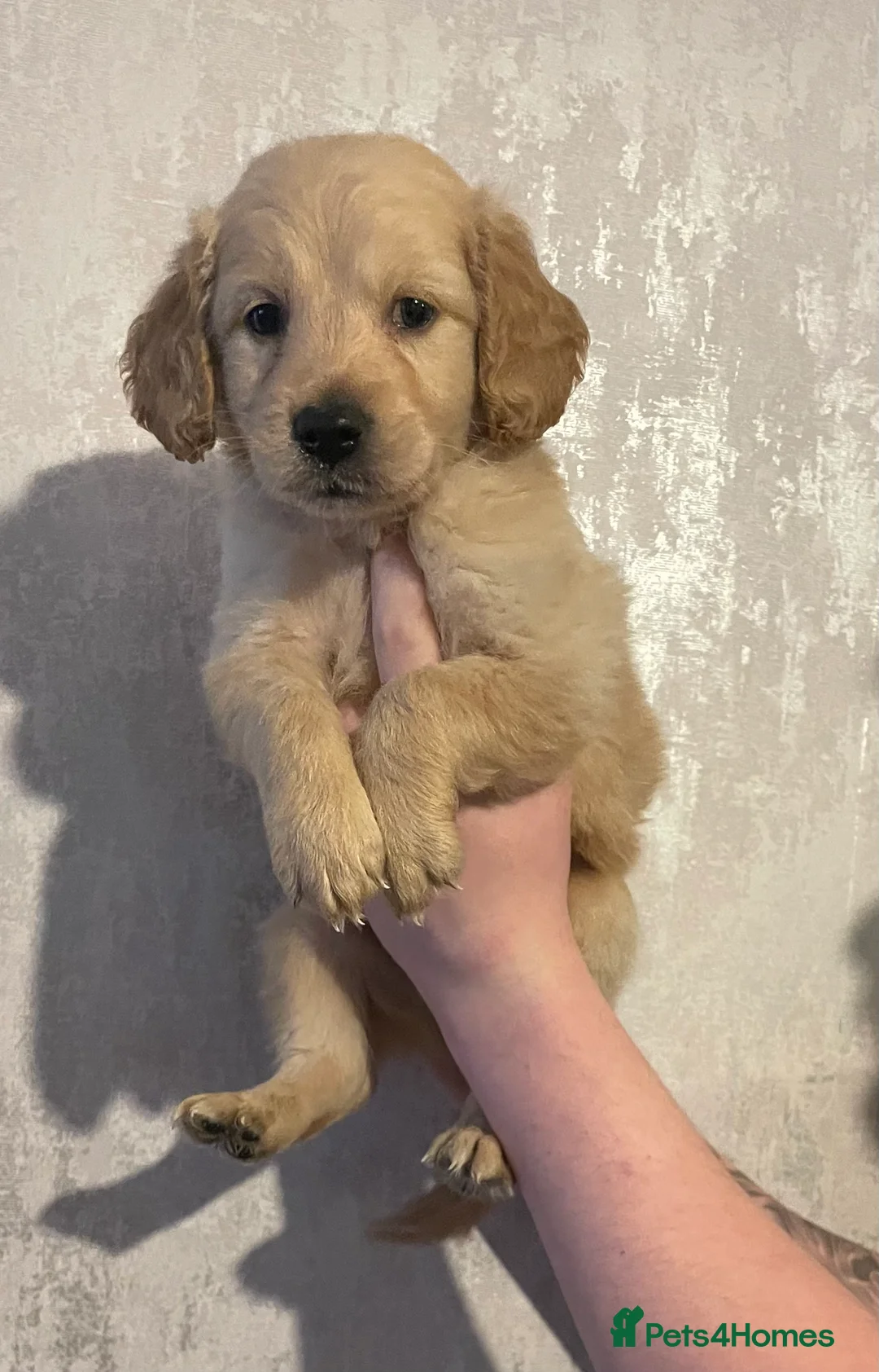 Goldendoodle dogs for sale: Stunning Mini Goldendoodle Puppies  - Advert 6
