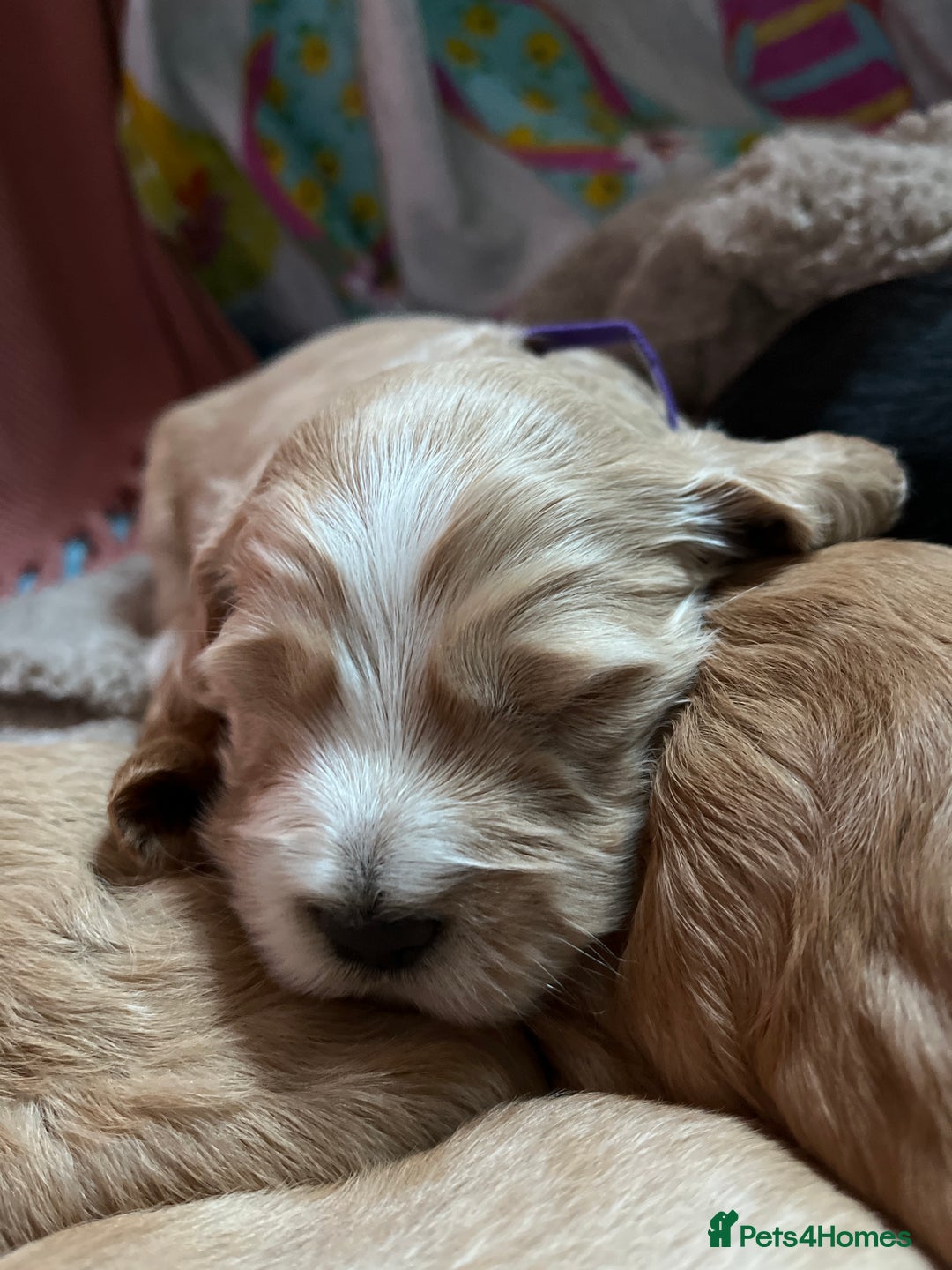 Cockapoo dogs for sale: Cocker spaniel/Cockapoo Pups - Advert 20