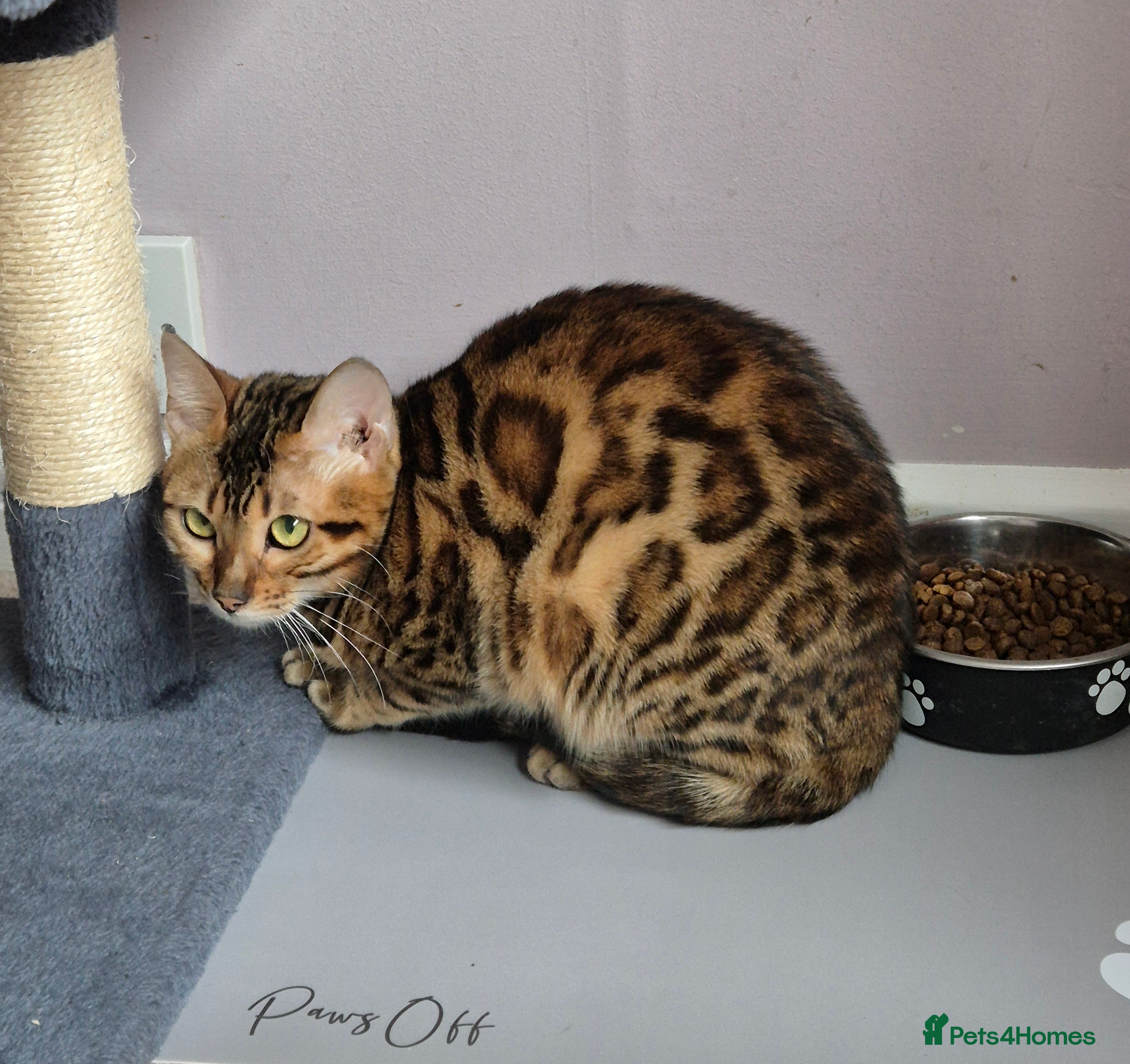 Bengal cats TICA Active Reg 11mth Bengal Girl  - Advert 5