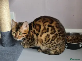 Bengal cats TICA Active Reg 11mth Bengal Girl - Advert 5