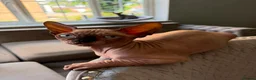 Sphynx cats for sale: Boy Sphynx Kitten  - Advert 5