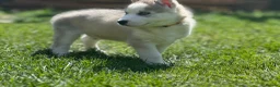 Siberian Husky dogs for sale: Beautiful Husky Puppies in Wells - Advert 24