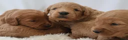 Mini Goldendoodle dogs for sale: F1 Miniature Goldendoodle’s - Advert 16