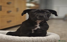 Cane Corso dogs for sale: Beautiful chunky girl  - Image 2