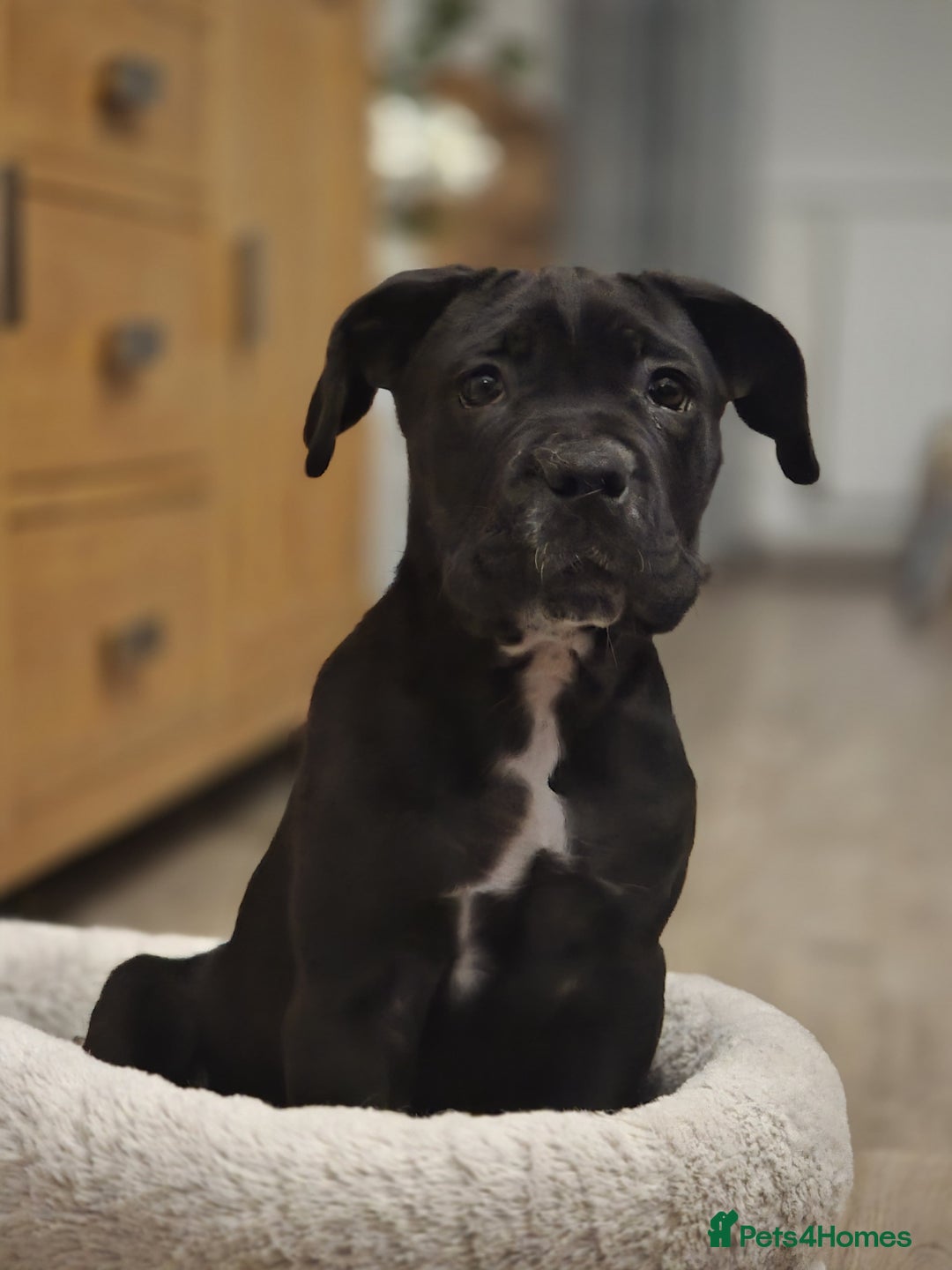 Cane Corso dogs for sale: Beautiful chunky girl  - Image 2