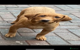 Labrador Retriever dogs for sale: Health Tested Working Labradors  - Image 1