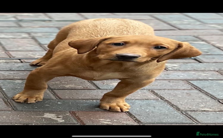 Labrador Retriever dogs - Advert 8