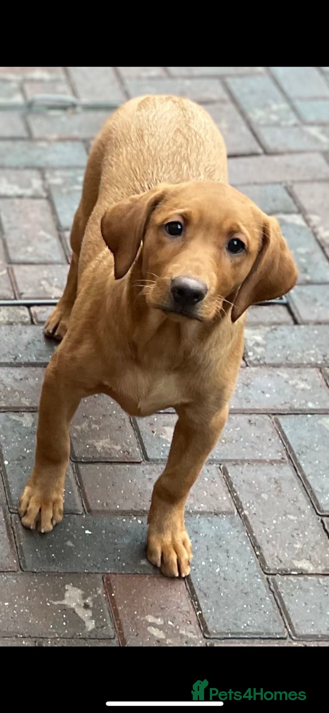 Labrador Retriever dogs for sale: Health Tested Working Labradors  - Image 1