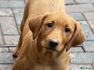 Labrador Retriever dogs Health Tested Working Labradors - Advert 14