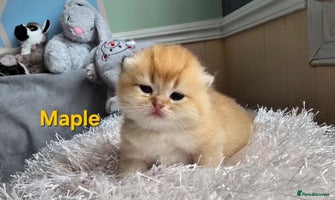 British Shorthair cats - Advert 9
