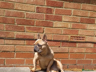 French Bulldog dogs Frenchie for rehoming - Advert 1