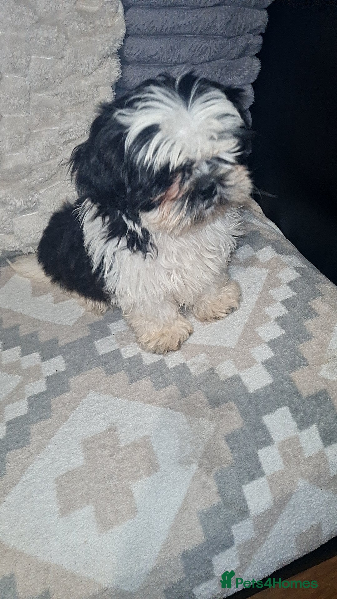 Shih Tzu dogs for sale: Shihtzu  - Image 3