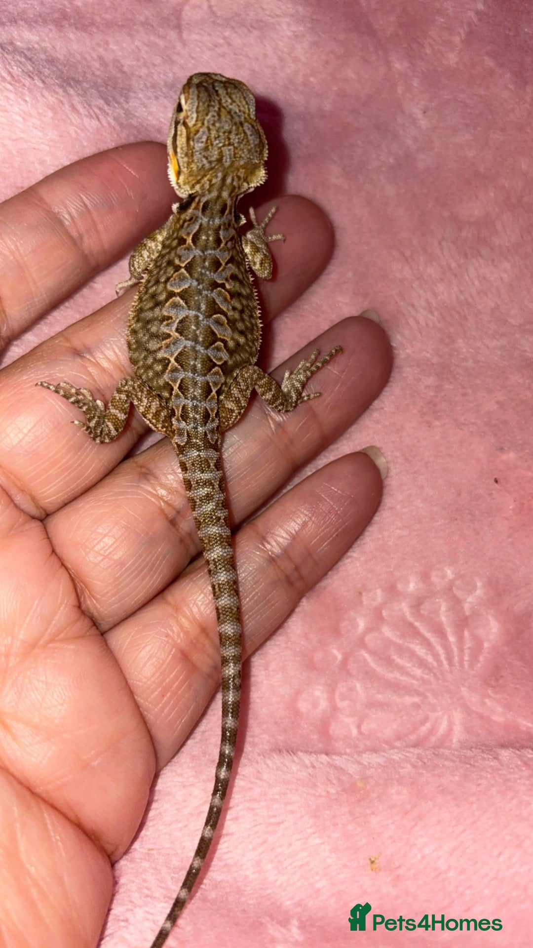 Bearded Dragon reptiles Beautiful leatherback babies  - Advert 2