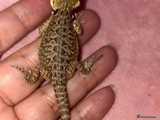 Bearded Dragon reptiles Beautiful leatherback babies - Advert 2