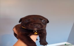 Mixed Breed dogs for sale: Gorgeous rottweiler cross puppies  - Image 30