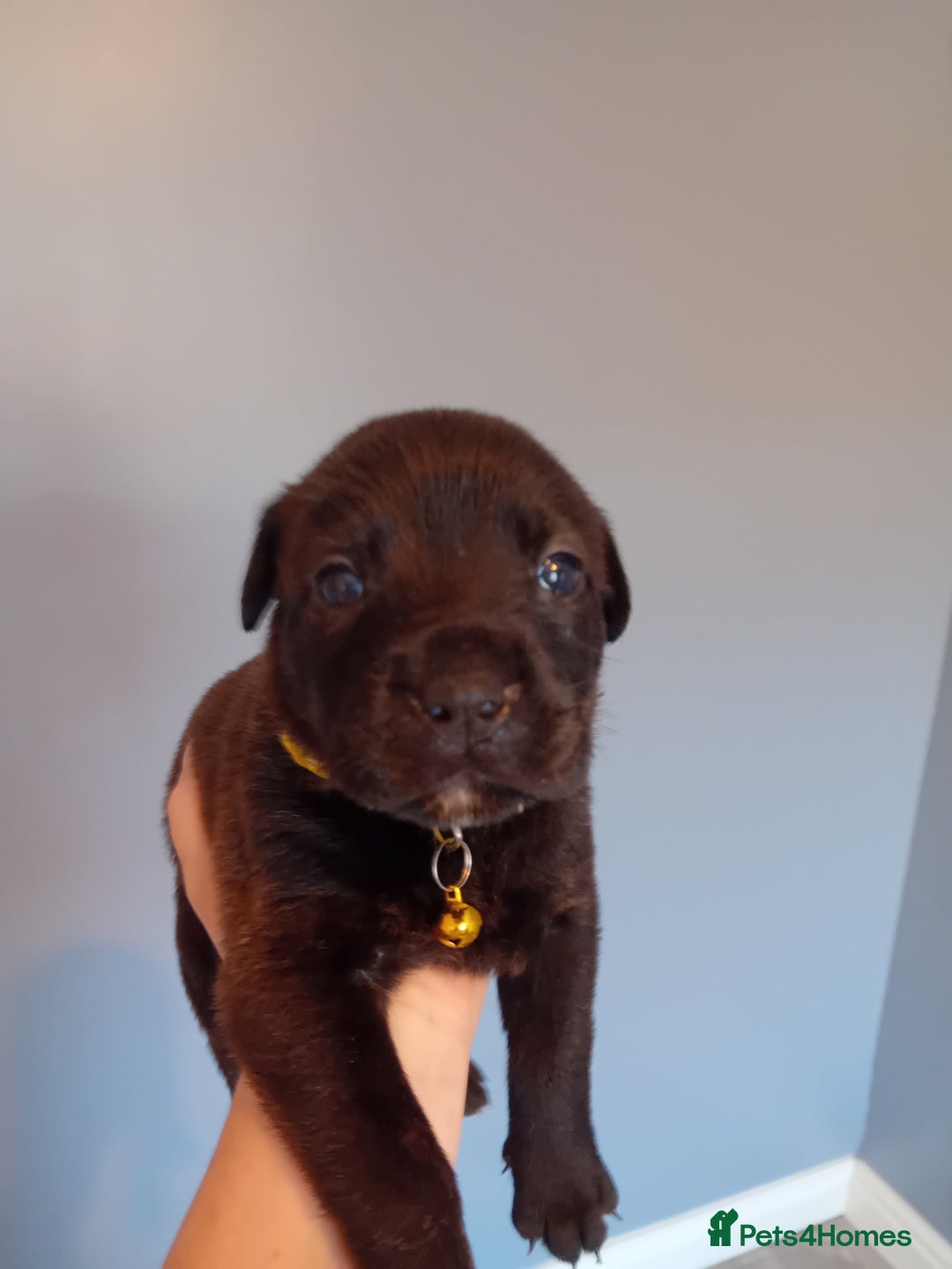 Mixed Breed dogs for sale: Gorgeous rottweiler cross puppies  - Image 30