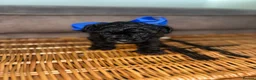 Jackapoo dogs for sale: F1 jackapoo puppies in Chertsey - Advert 4