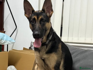 Mixed Breed dogs for sale: German Shepard x Belgian malinois - Advert 1