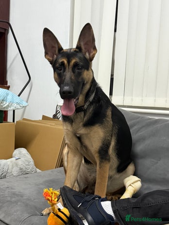 Mixed Breed dogs German Shepard x Belgian malinois - Advert 1