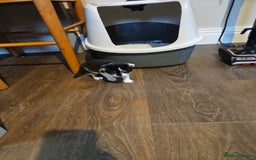 Mixed Breed cats for sale: 🐾 6 Adorable Kittens Looking for Loving Homes!  - Image 7