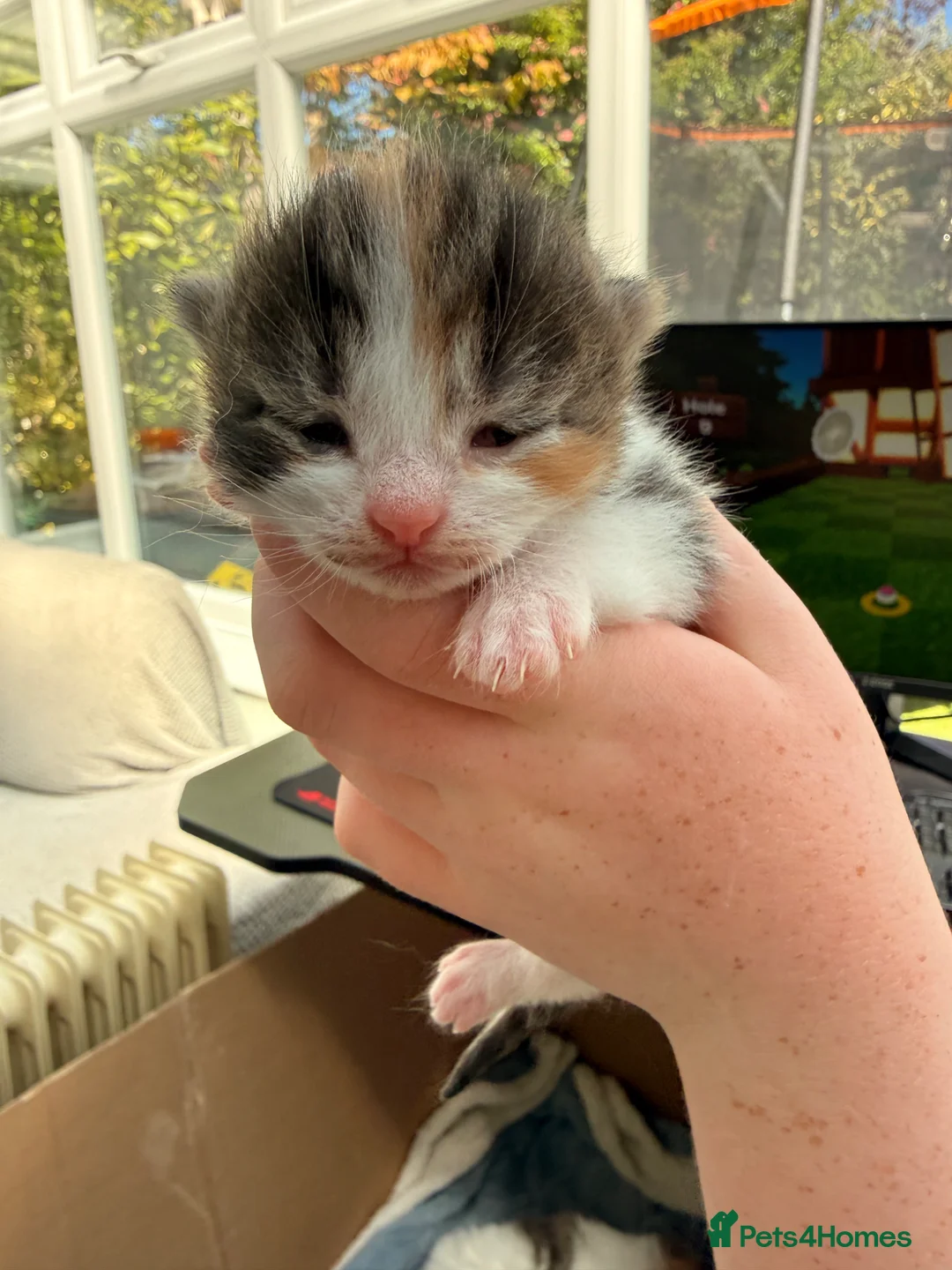 Maine Coon cats for sale: Maine coon cross kittens  - Advert 2