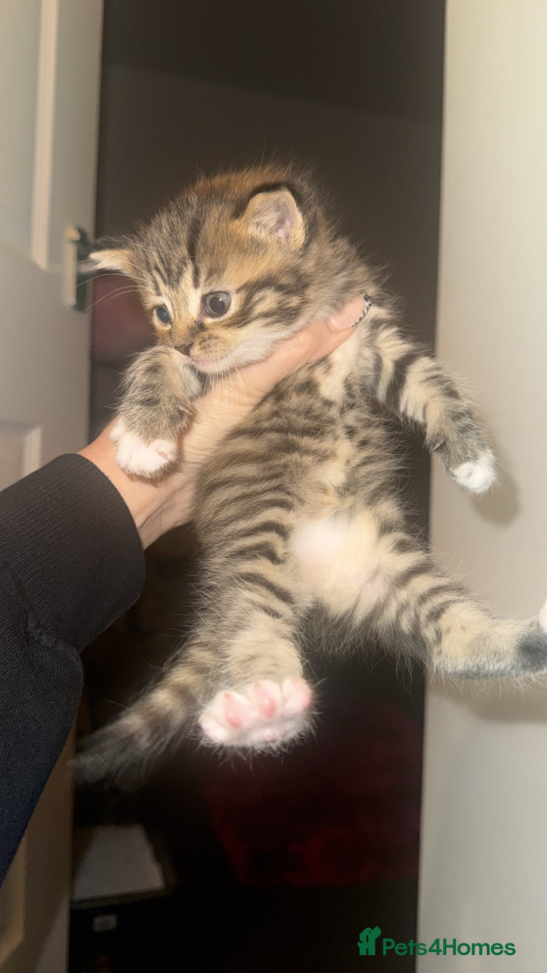 Mixed Breed cats for sale: Kittens  - Image 3
