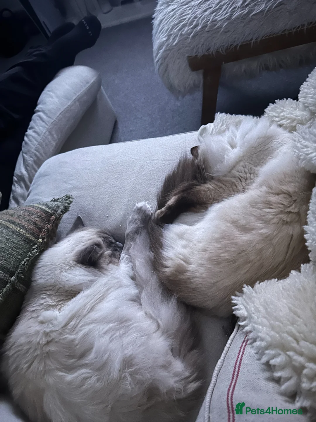 Ragdoll cats for sale: Gorgeous Blue Mink & Chocolate Ragdolls  - Advert 10