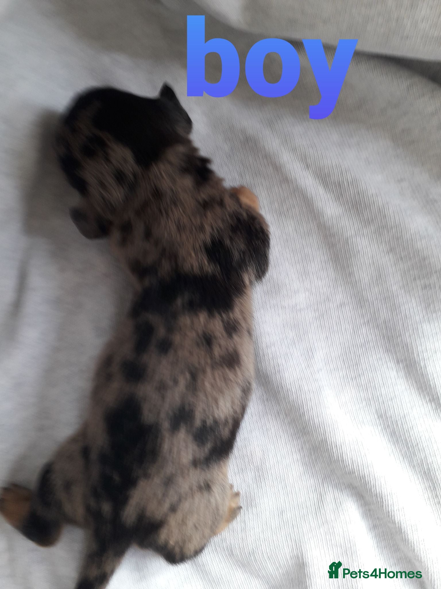 Miniature Dachshund dogs *AMAZING*QUALITY*TRUE*MINIATURE*DACHSHUNDS* - Advert 17