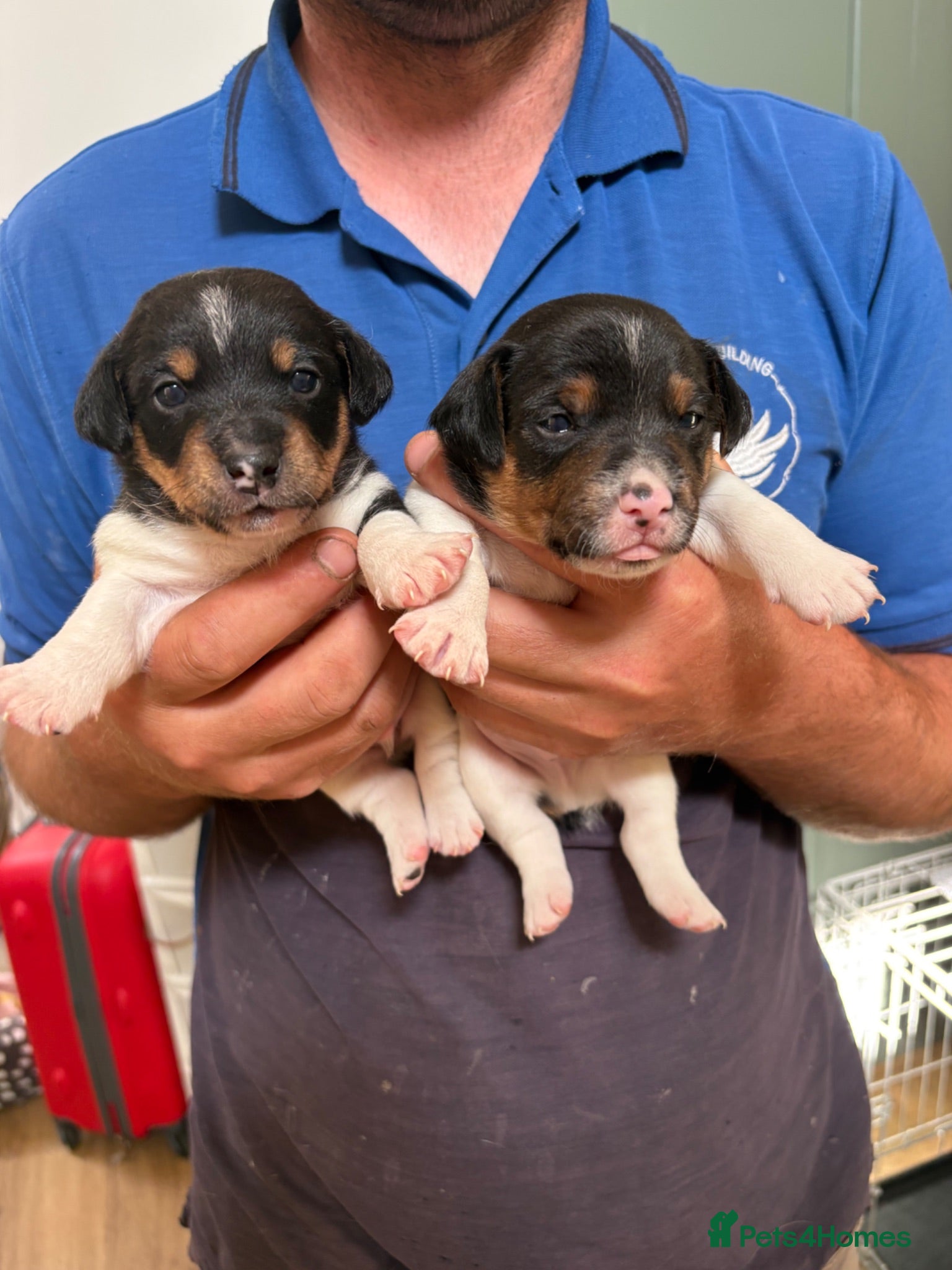Jack Russell dogs 2 Gorgeous male Jackrussel  puppies for sale  - Advert 1