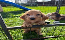 Cocker Spaniel dogs for stud: KC Reg DNA Health Tested Show Cocker Sable Stud in Doncaster - Image 10