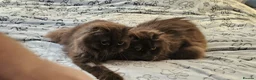 British Longhair cats for sale: 2 gorgeous chocolate British longhair girls - Advert 11