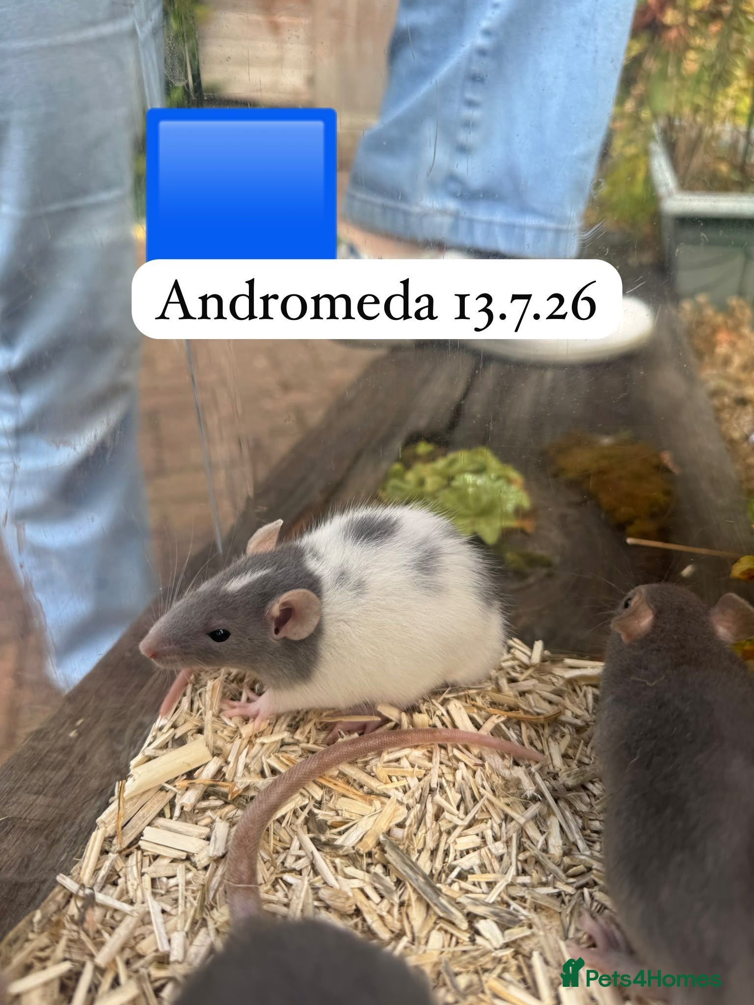 Rat rodents Baby full size and dwarf rats for sale Sheffield - Advert 1