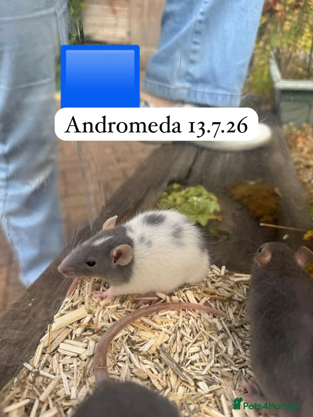 Rat rodents for sale: Baby full size and dwarf rats for sale Sheffield - Advert 1