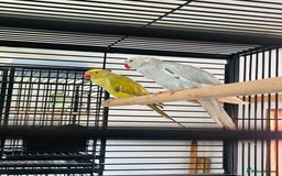 Parrots birds for sale: Ringneck 2 Proven pair for sale  - Image 2