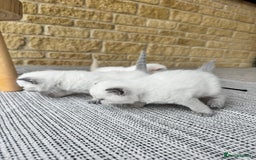 British Shorthair cats for sale: PEDIGREE BRITISH SHORTHAIR KITTENS COLOURPOINT - Image 12