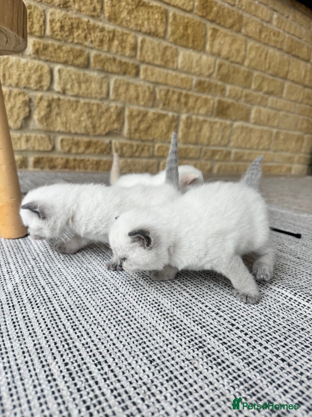 British Shorthair cats for sale: PEDIGREE BRITISH SHORTHAIR KITTENS COLOURPOINT - Image 12