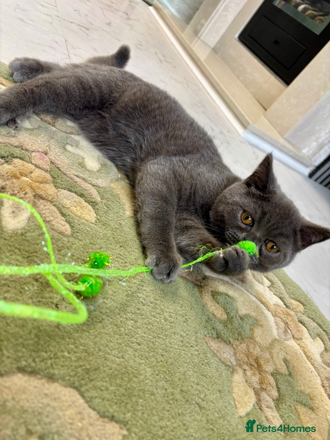 British Shorthair cats for sale: British Shorthair - Image 10
