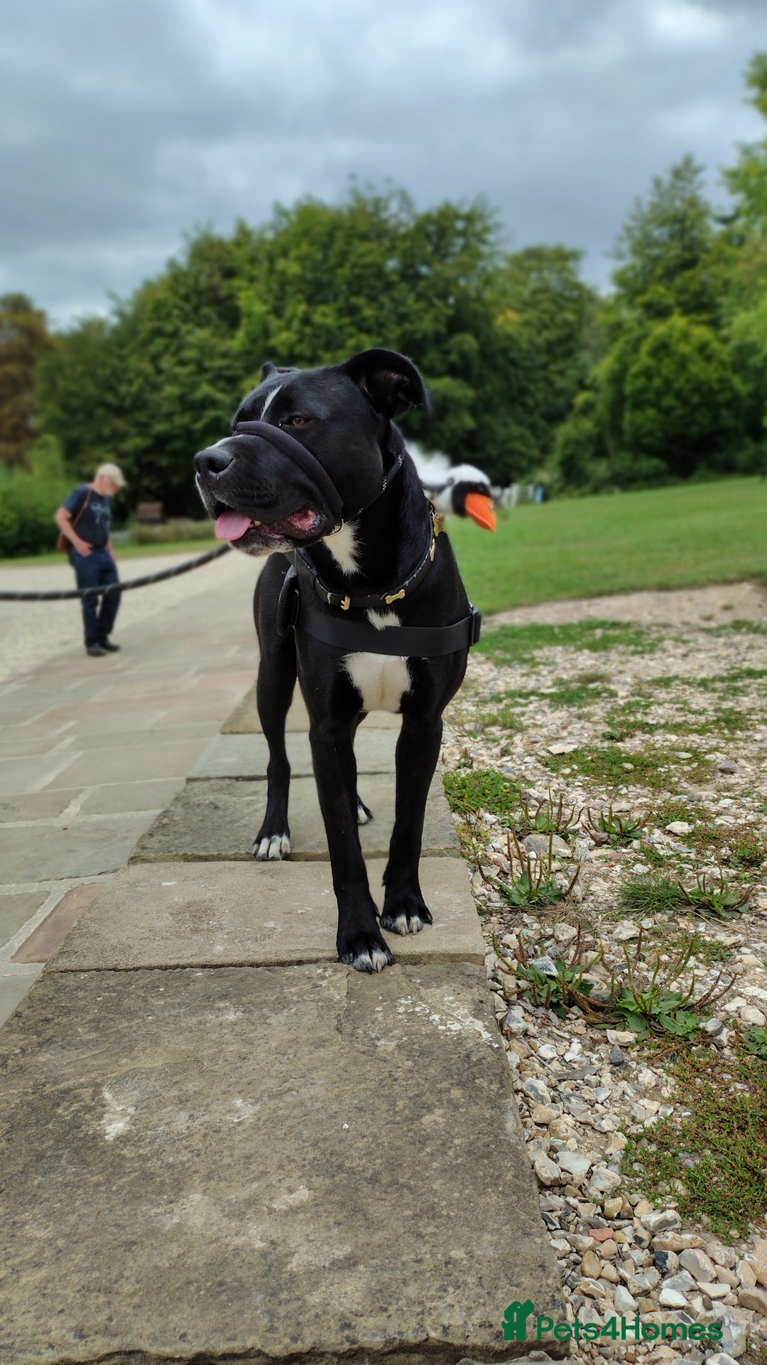 Mixed Breed dogs for sale: Tyson - experienced owner needed - Image 6