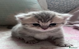 British Shorthair cats for sale: Scottish Straight/British Shorthair - Image 4