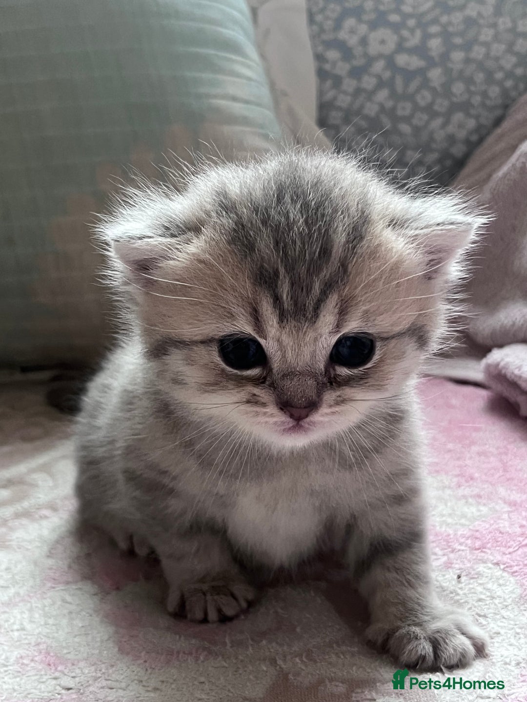 British Shorthair cats for sale: Scottish Straight/British Shorthair - Image 4