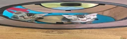 Bengal cats for sale: Champion Bloodline TICA Bengal Kittens in Peterborough - Advert 6