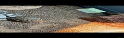 Tortoise reptiles for sale: Leopard Tortoise  - Advert 2