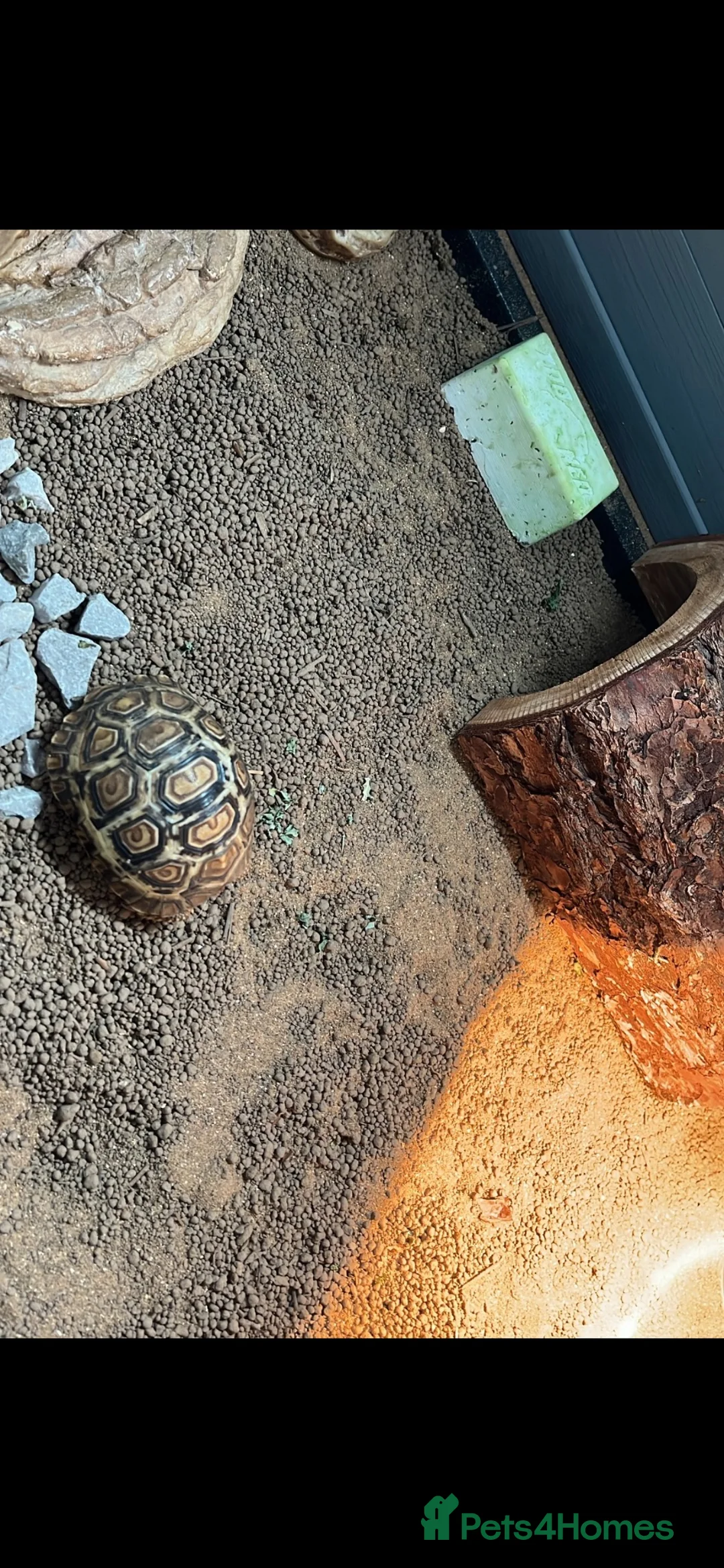 Tortoise reptiles for sale: Leopard Tortoise  - Advert 2