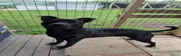 Staffordshire Bull Terrier dogs for adoption: Murphy - Advert 10