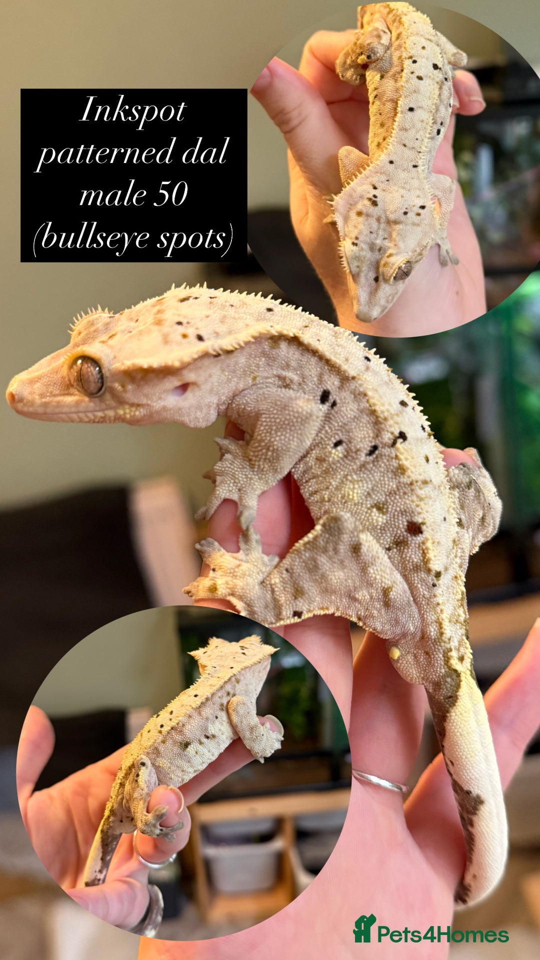 Gecko reptiles for sale: Various Crested geckos available! - Advert 6